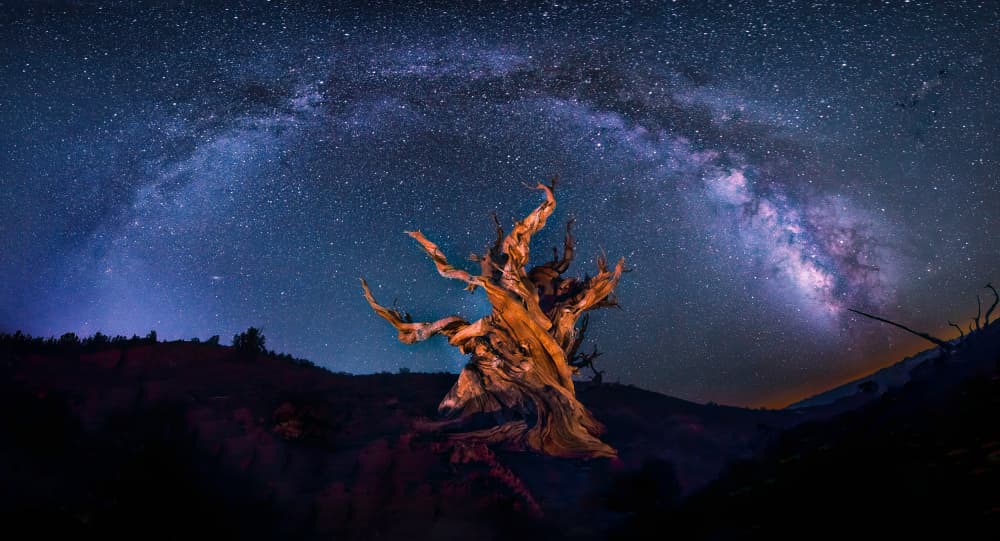 Ancient Tree Milky Way by Michael Zheng — canvas wall art