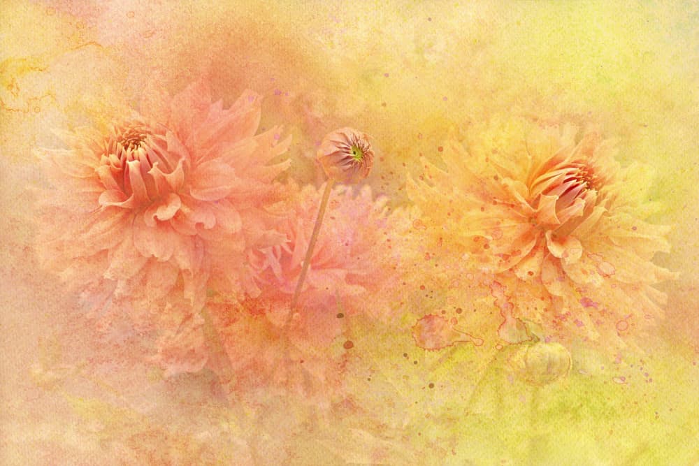 Dreamy Dahlia Garden by Jacky Parker — canvas wall art
