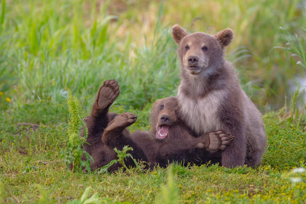 Playful Bear Cubs by Denis Budkov — canvas wall art