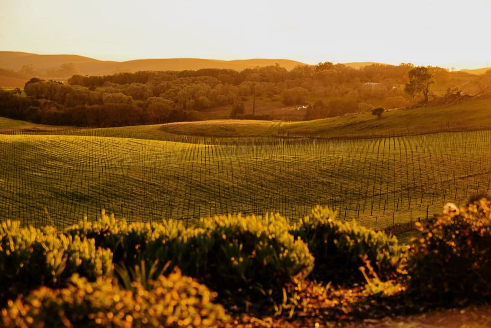 Golden Vineyard Sunset by Del Mundo Imagery — canvas wall art