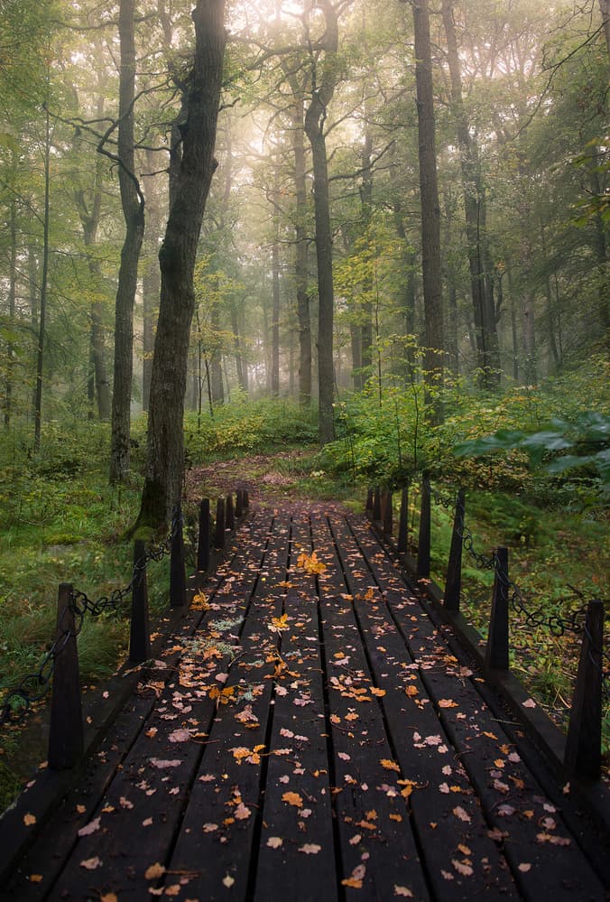 Misty Forest Bridge by Christian Lindsten — canvas wall art