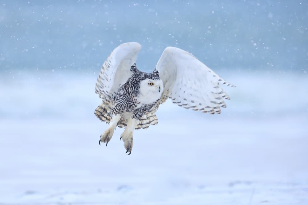 Snowy Owl in Flight by Gavin Lam — canvas wall art