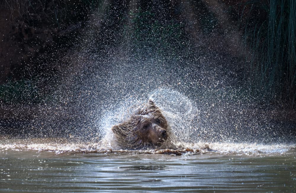 Bear Shaking Water by Juan I. Cuadrado — canvas wall art