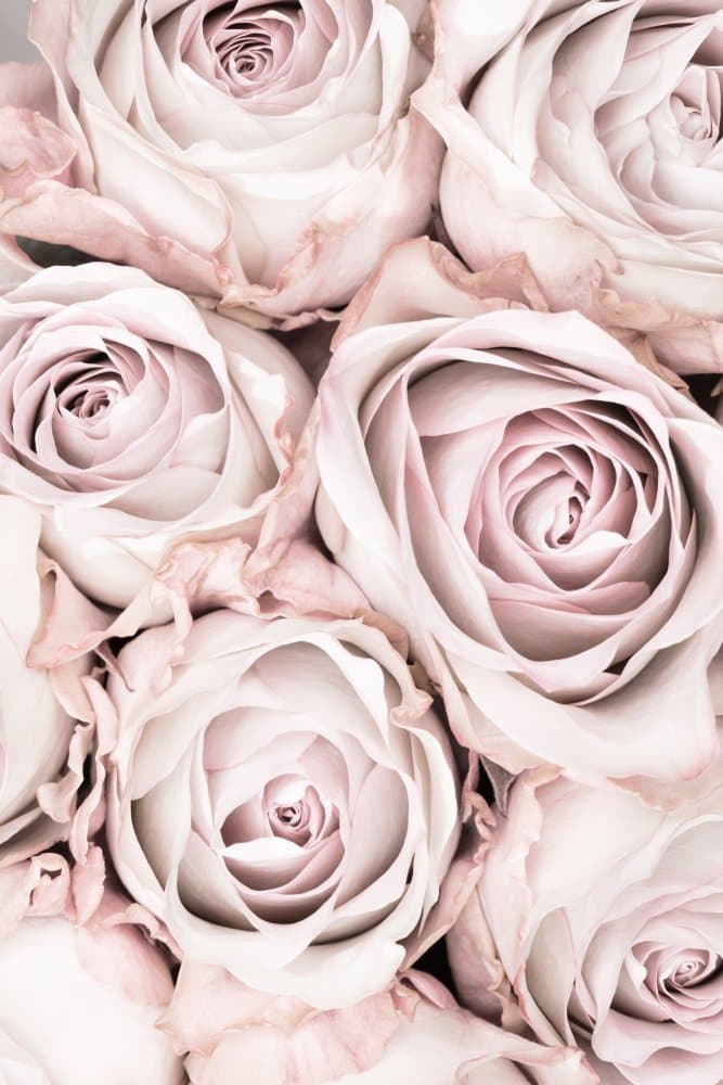 Soft Pink Roses by Pictufy Studio III — canvas wall art