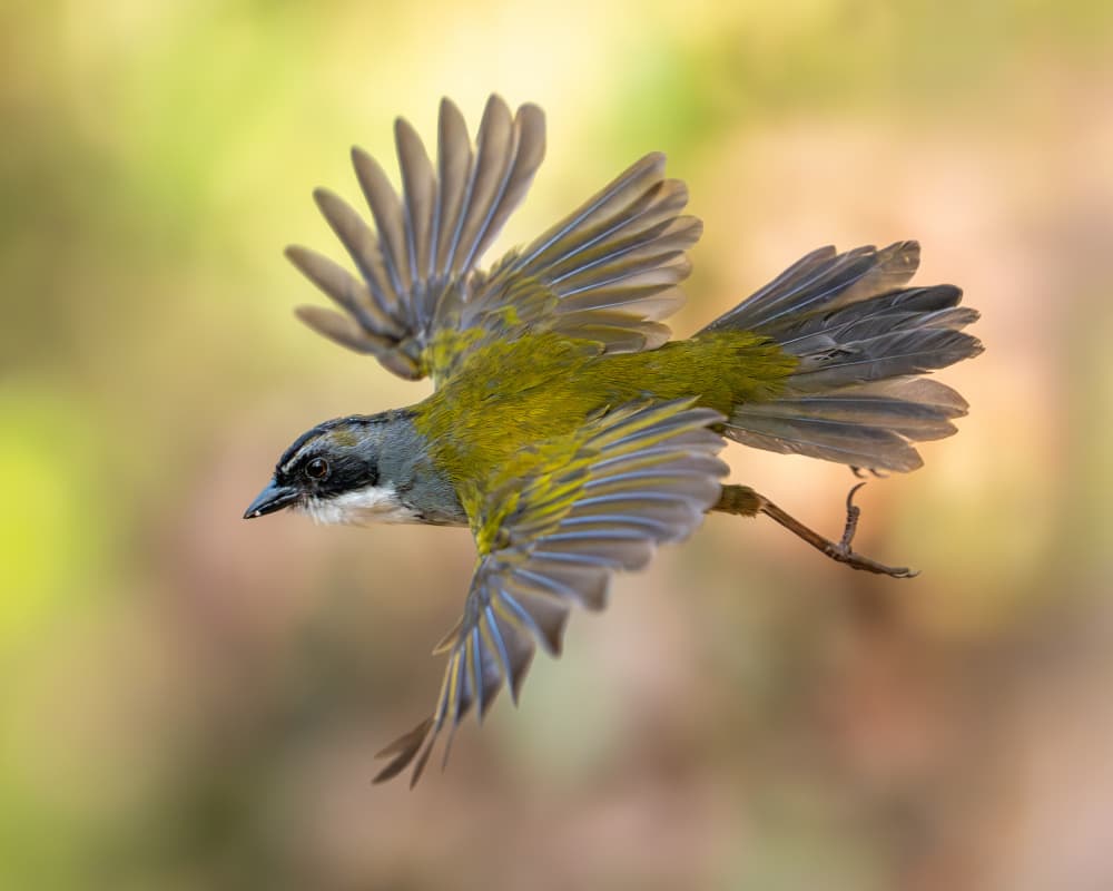 Vibrant Bird In Flight by Lisandro PEREZ — canvas wall art