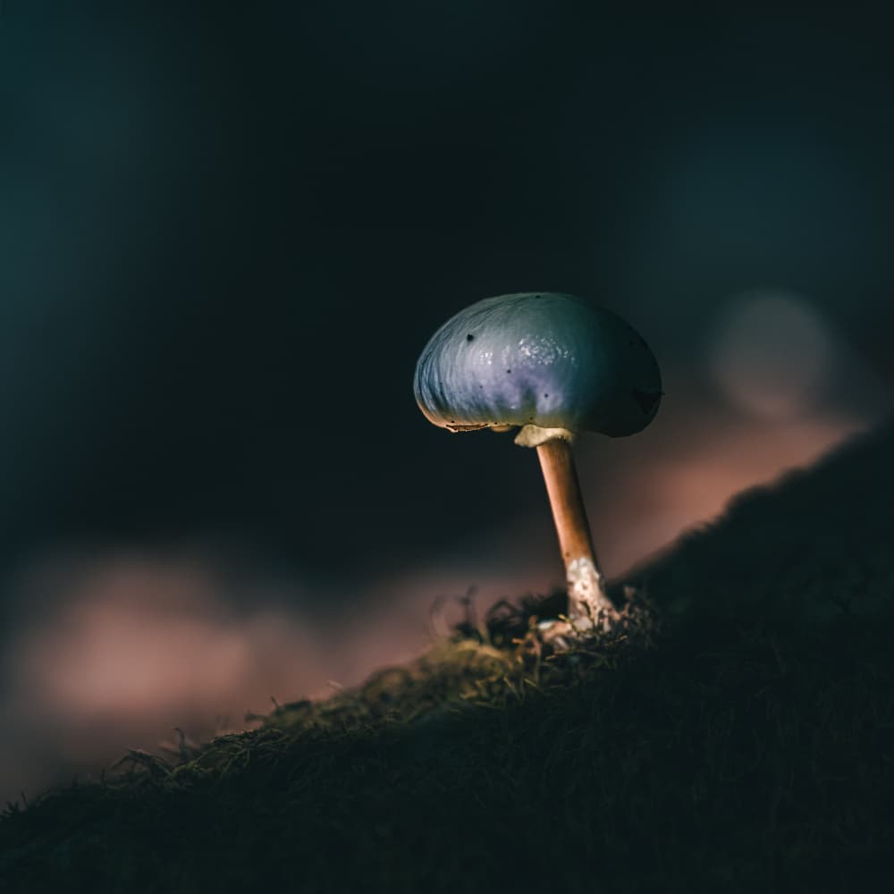 Glowing Forest Mushroom by Marco Antonio Cobo — canvas wall art