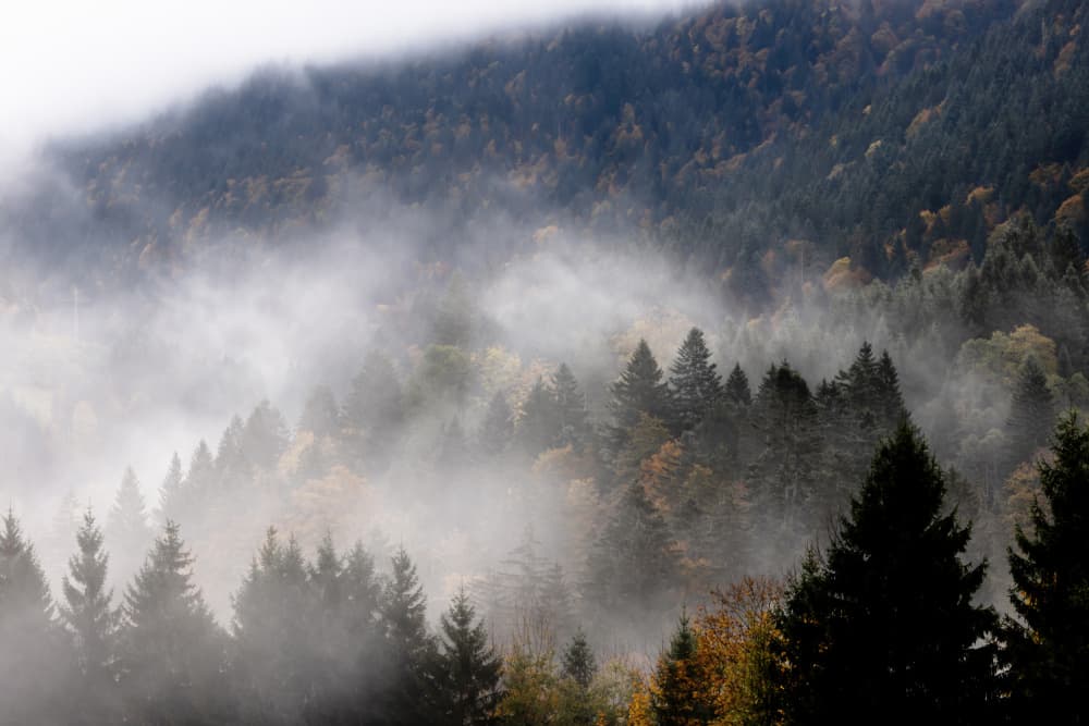 Foggy Woods 9 by Mareike Böhmer — canvas wall art
