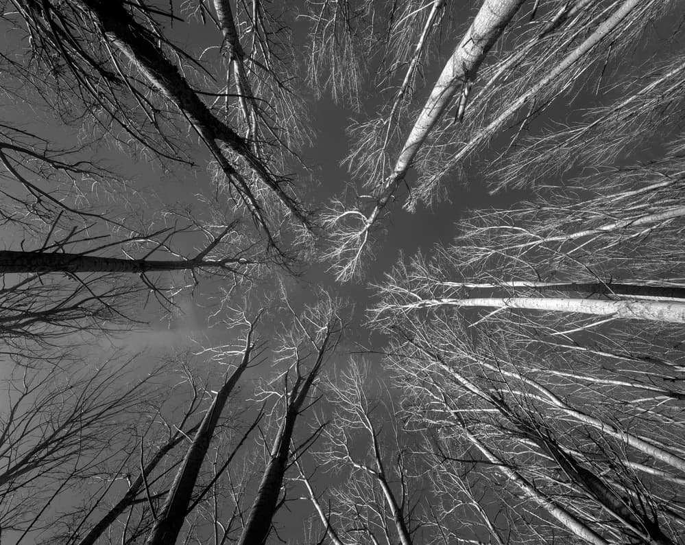 Tall Trees Skyward by Nana Sousa Dias — canvas wall art