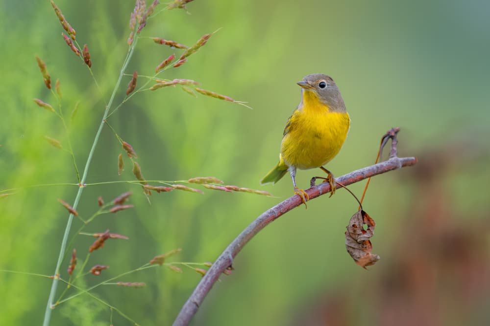 Vibrant Yellow Bird by Jacob (Jian) Xu — canvas wall art
