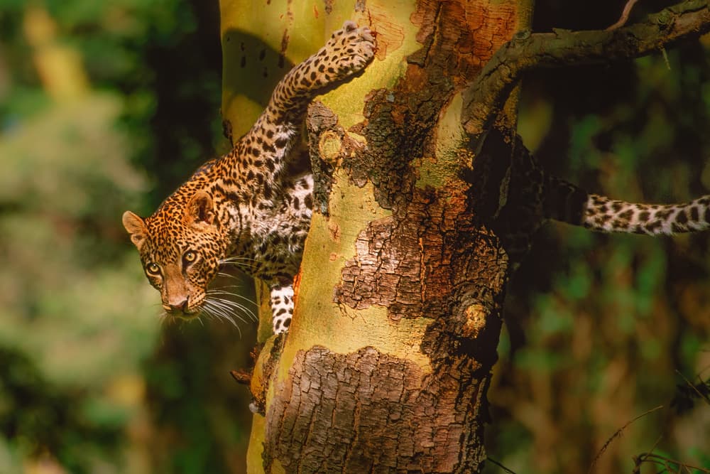 Leopard In Golden Tree by Jeffrey C. Sink — canvas wall art