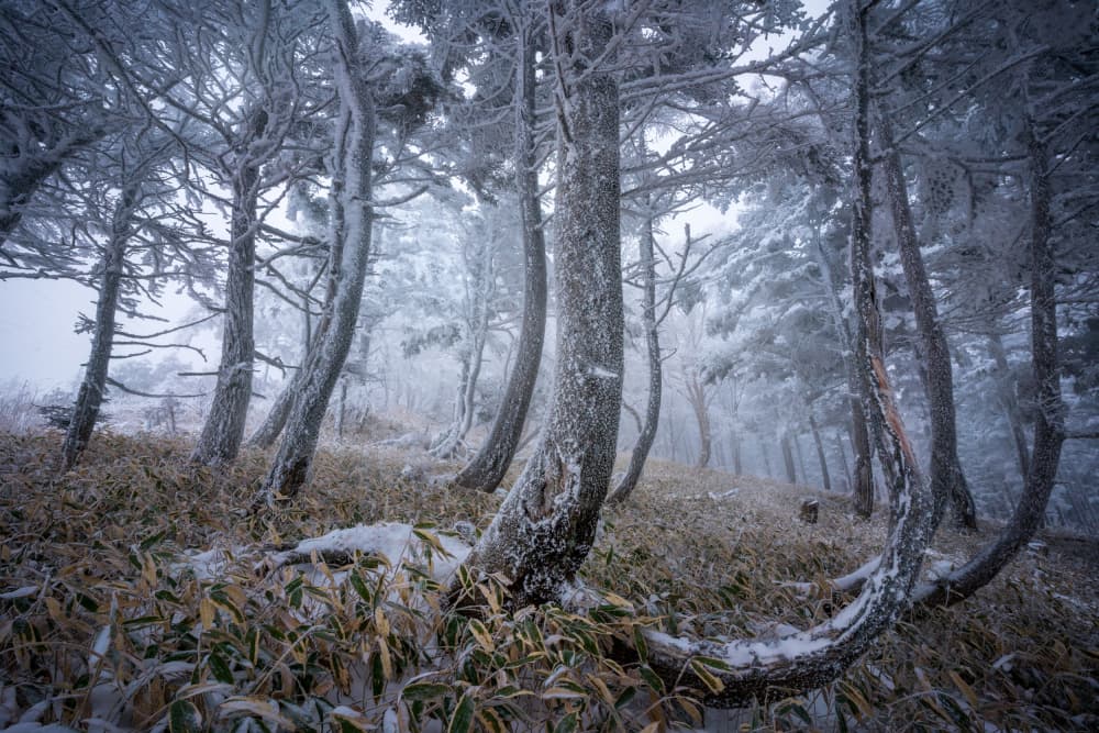 Frosted Winter Forest by Masaki Sugita — canvas wall art