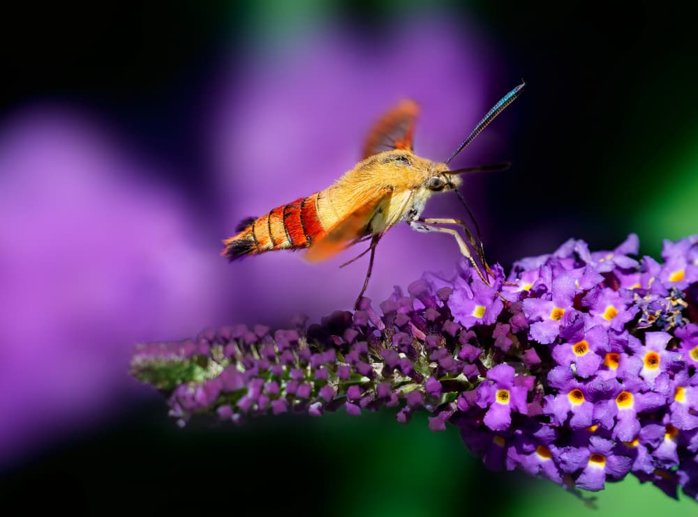 Hummingbird Moth on Purple by Ling  Lu — canvas wall art