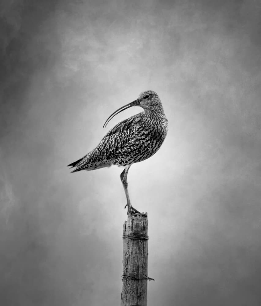 Monochrome Curlew Perch by Erik Engström — canvas wall art
