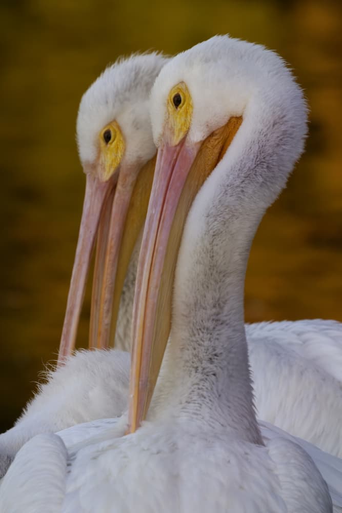 Serene White Pelicans by Linda D Lester — canvas wall art