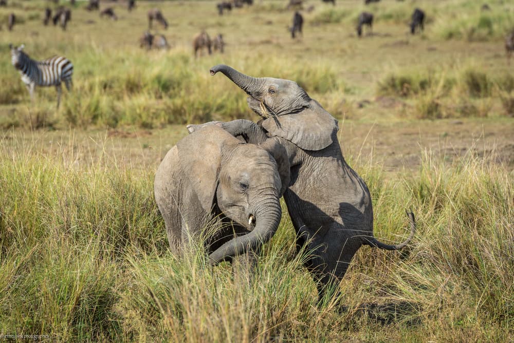 Playful Baby Elephants by Jeffrey C. Sink — canvas wall art