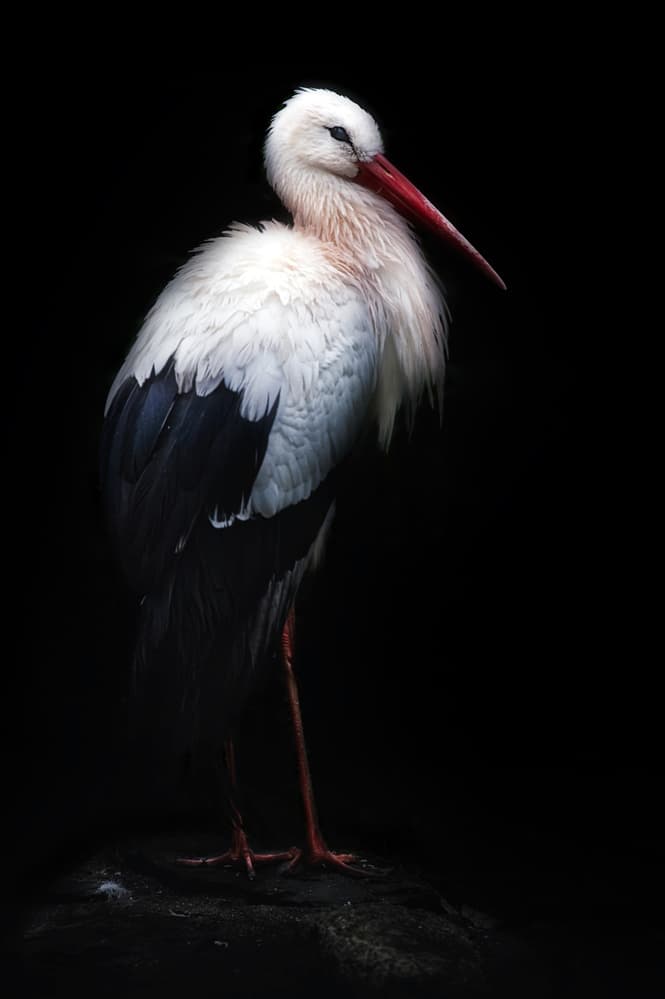 Elegant White Stork by Santiago Pascual Buye — canvas wall art