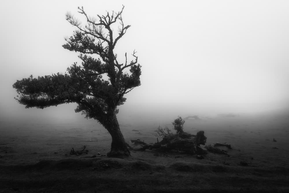 Lonely Tree in Mist by Martin Morávek — canvas wall art