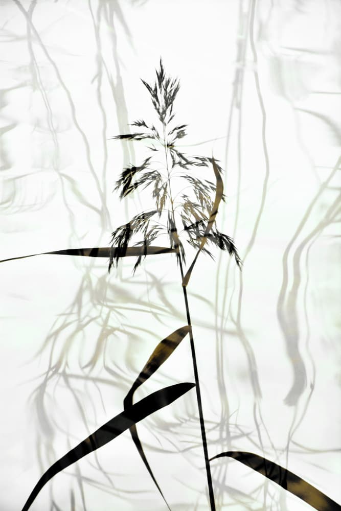 Elegant Reed Silhouette by Christina Sillen — canvas wall art