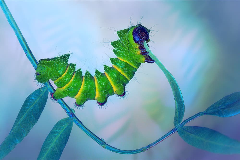 Vibrant Green Caterpillar by Jimmy Hoffman — canvas wall art