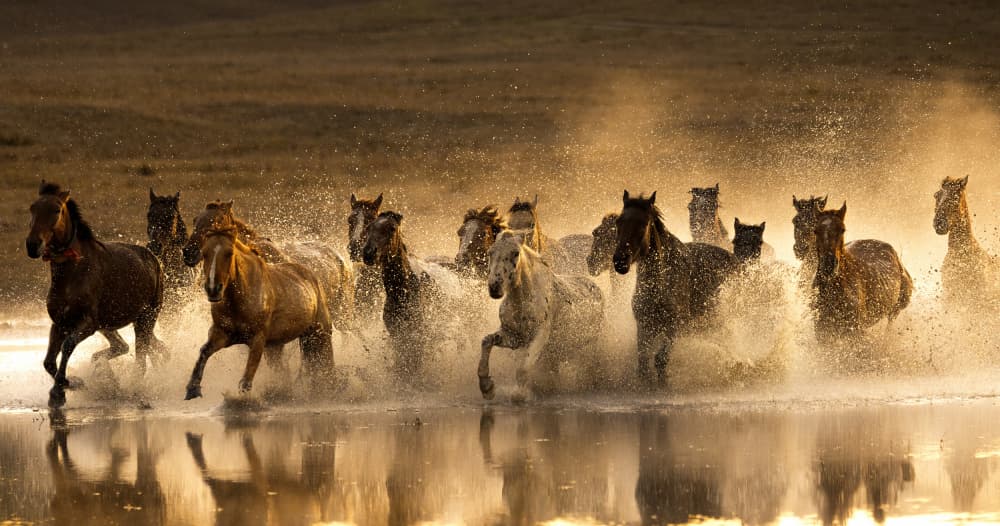 Wild Horses Splashing by Sally Widjaja — canvas wall art