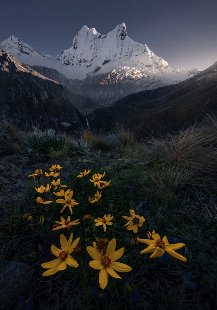 Majestic Mountain Flowers by Ruiqing P. — canvas wall art