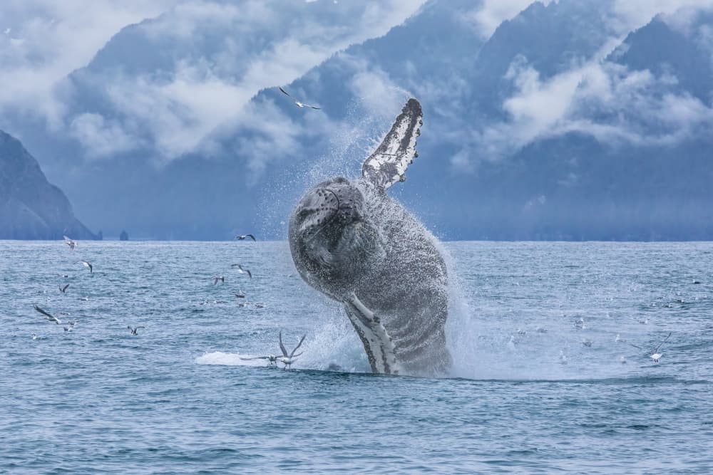 Majestic Whale Breach by Mark Strom — canvas wall art