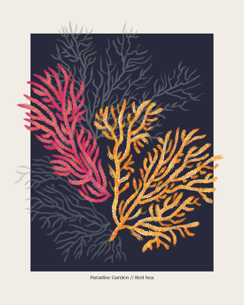 Red Sea Coral Garden