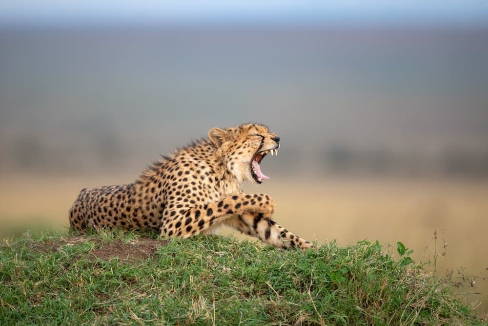 Wild Cheetah Yawn by Alessandro Catta — canvas wall art