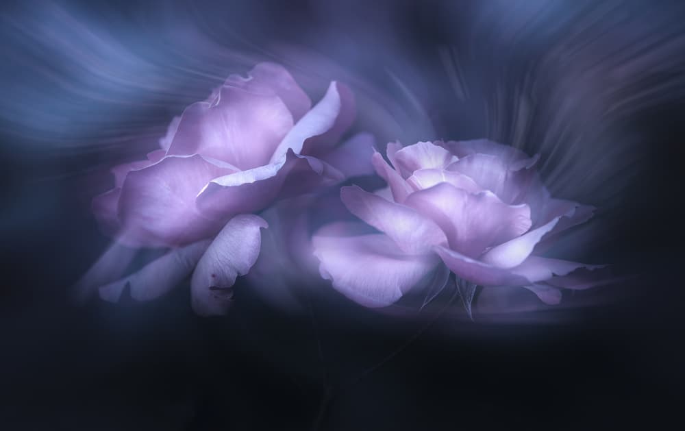 Dreamy Purple Roses by Judy Tseng — canvas wall art