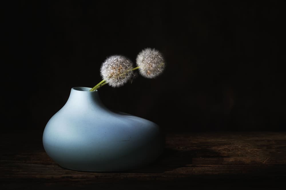 Quiet Dandelions by Saskia Dingemans — canvas wall art