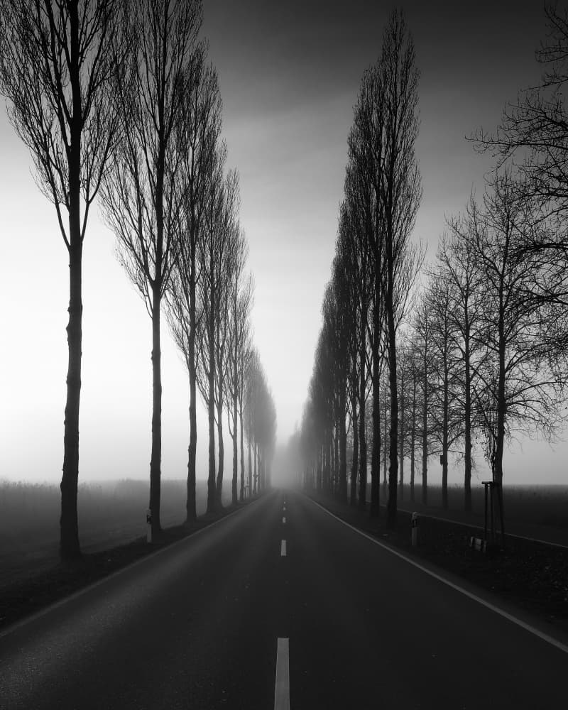 Misty Tree Avenue by Franz Baumann — canvas wall art