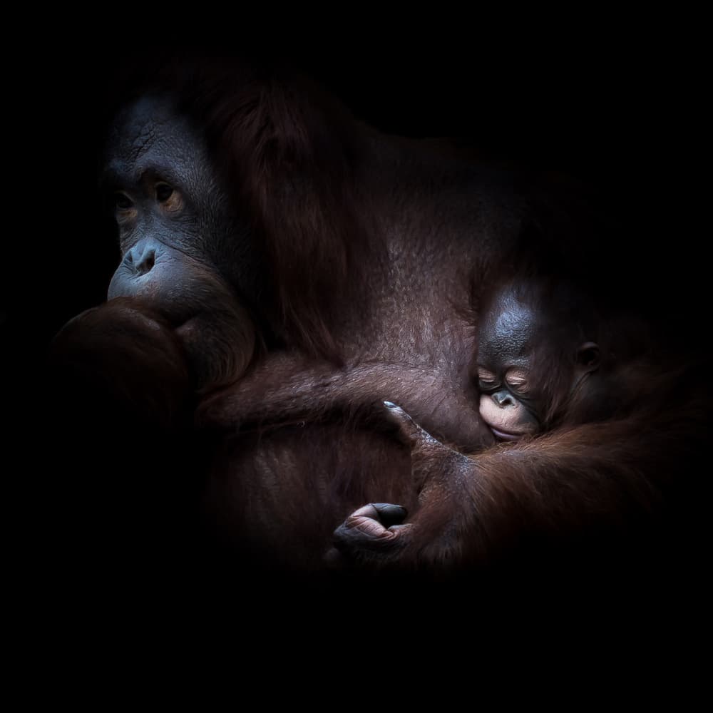 Orangutan Mother's Love by Jörg  Vollrath — canvas wall art