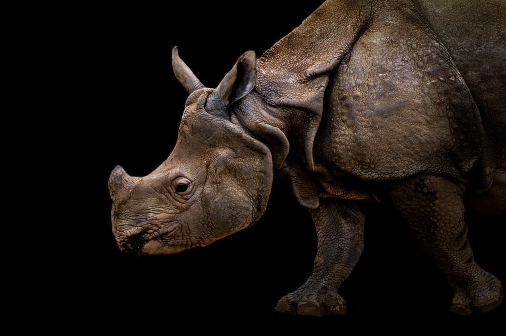 Indian Rhino Profile by Vitor Martins — canvas wall art