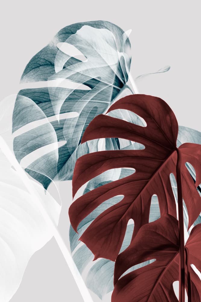 Maroon Teal Monstera Layers by Pictufy Studio III — canvas wall art