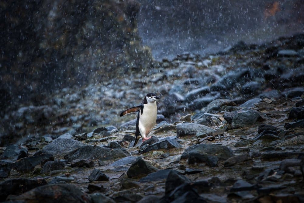 Chinstrap Penguin Snowfall by Richard Liu — canvas wall art
