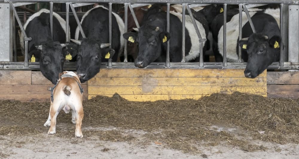 Bulldog and Curious Cows by Gert van den Bosch — canvas wall art