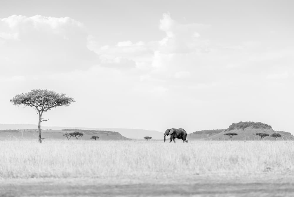 Lone Savannah Elephant by Jaco Marx — canvas wall art