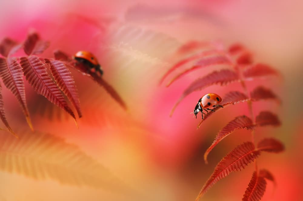 Ladybugs on Red Fern by Ellen van Deelen — canvas wall art