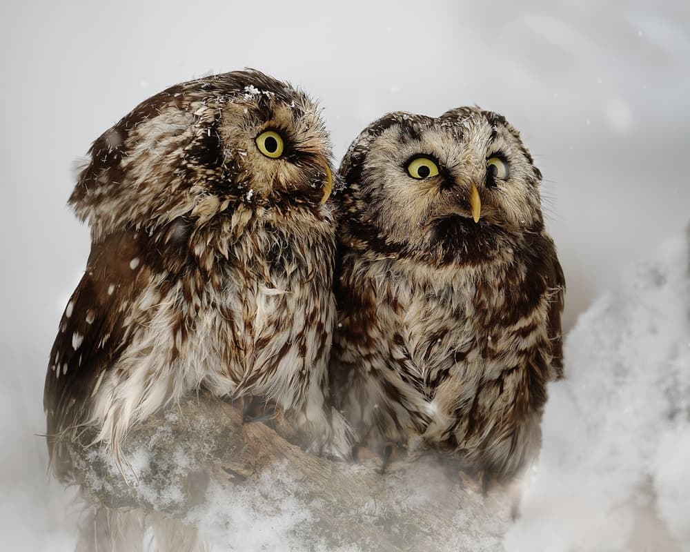 Curious Winter Owls by Michaela Firešová — canvas wall art