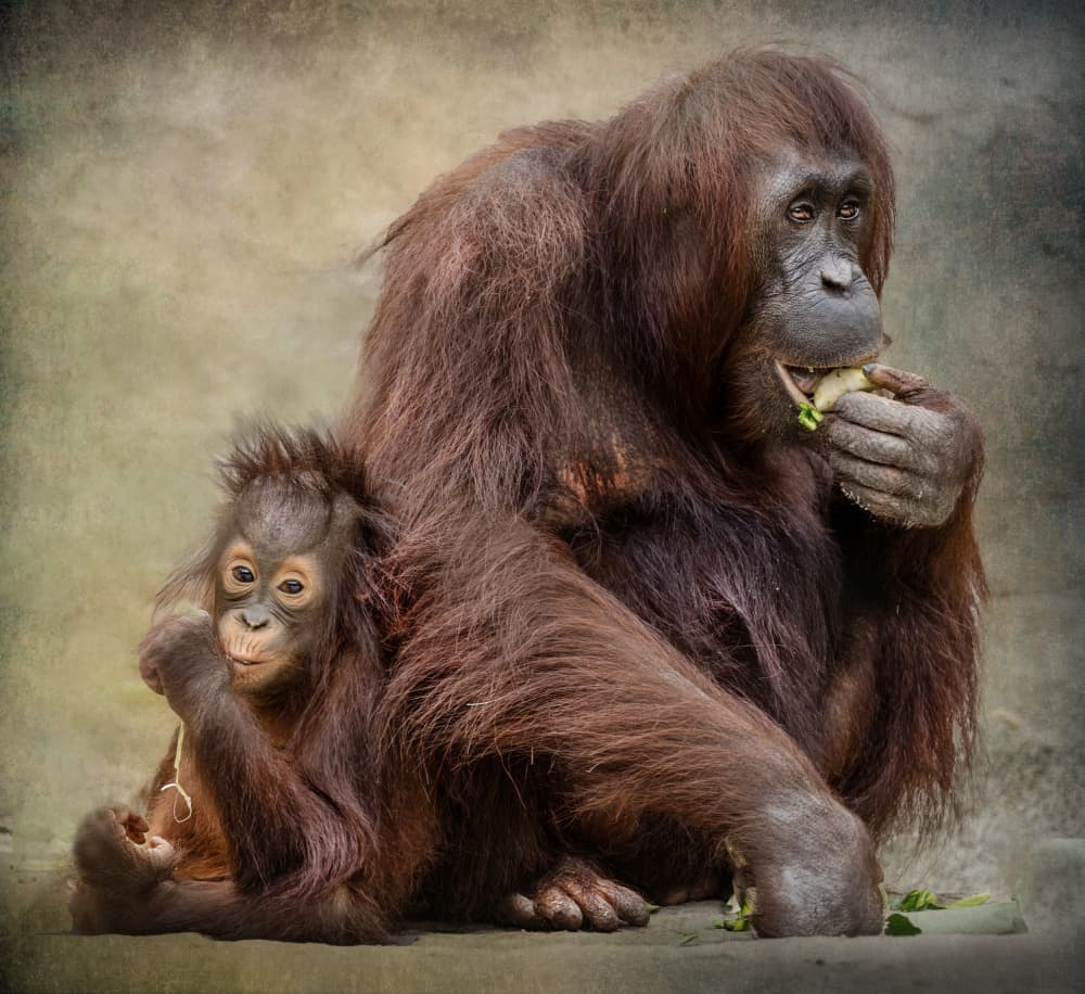 Orangutan Mother And Child by Jane Lyons — canvas wall art