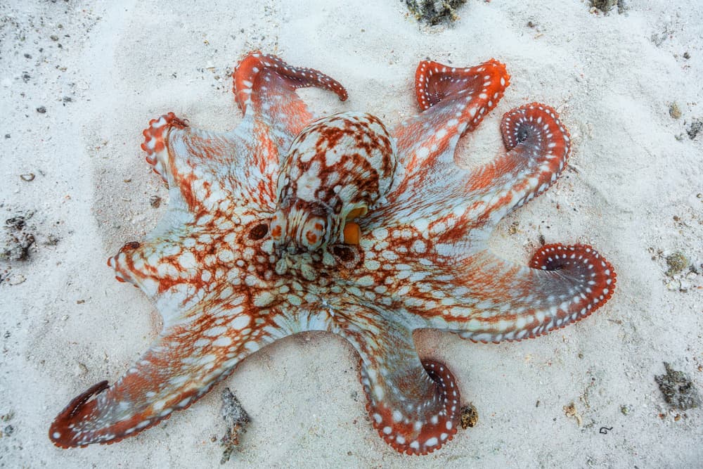 Speckled Octopus on Sand by Barathieu Gabriel — canvas wall art