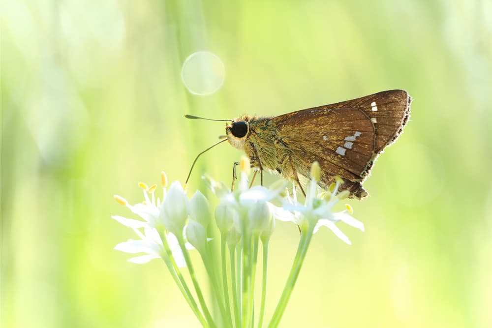 Brown Skipper on White Bloom by Takiko Hirai — canvas wall art