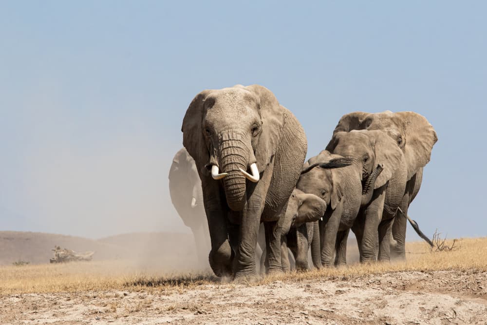 African Elephant Herd by Emma Allen-Rowlandson — canvas wall art