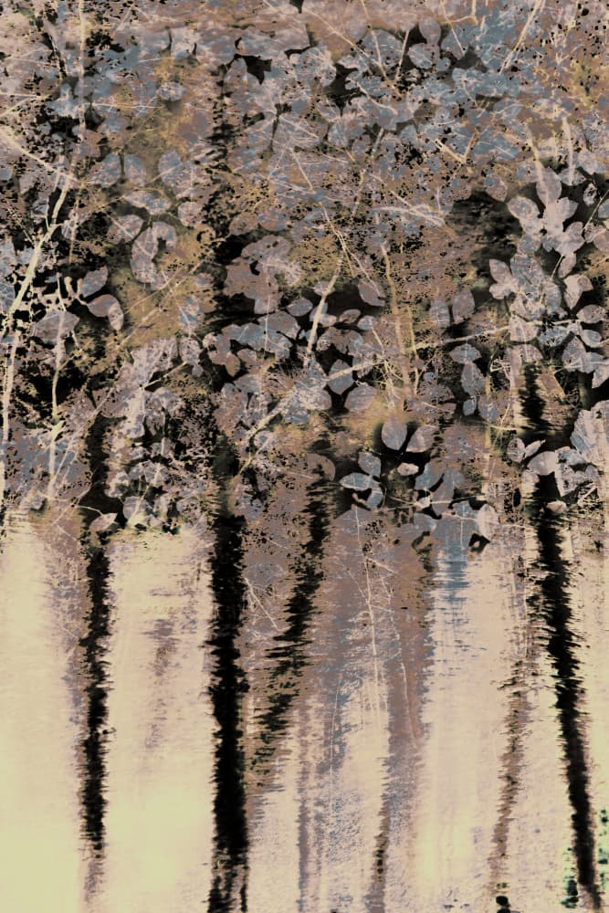 Moody Forest Reflections by Christina Sillen — canvas wall art