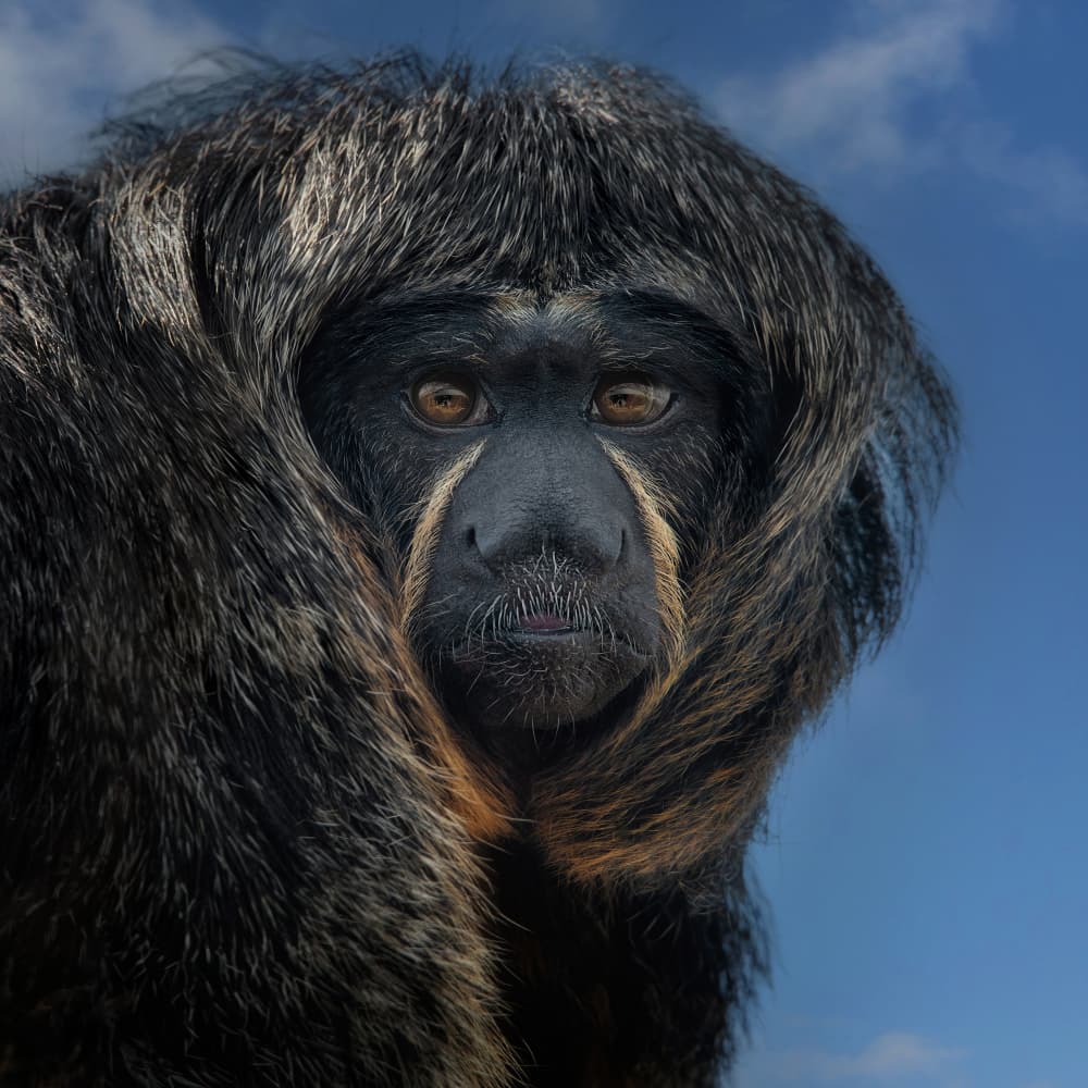 Captivating Monkey Portrait by Mathilde Guillemot — canvas wall art