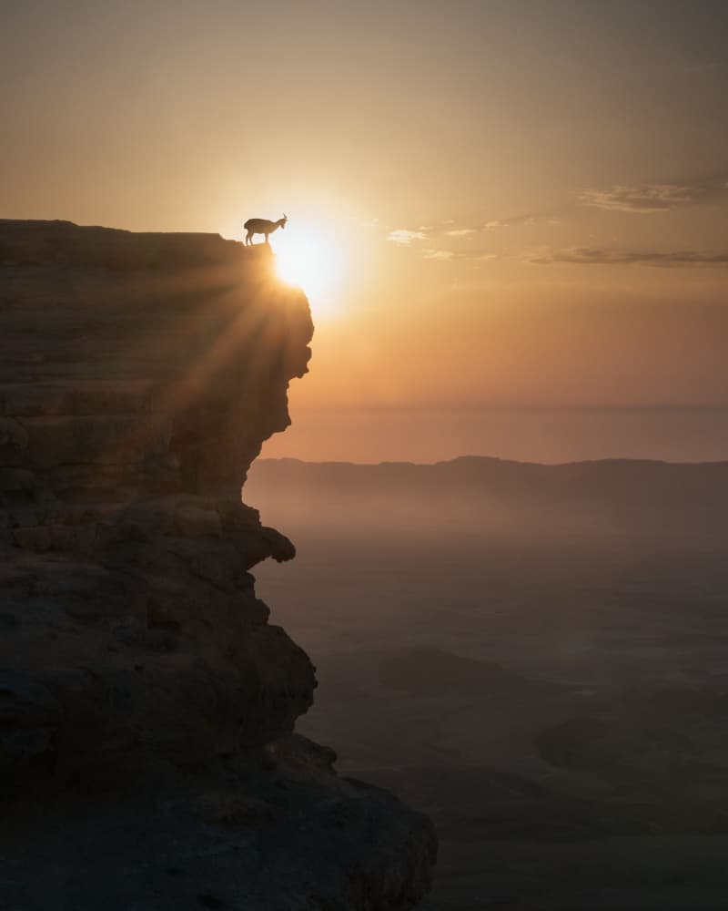 Majestic Ibex Sunrise by Nadav Jonas — canvas wall art