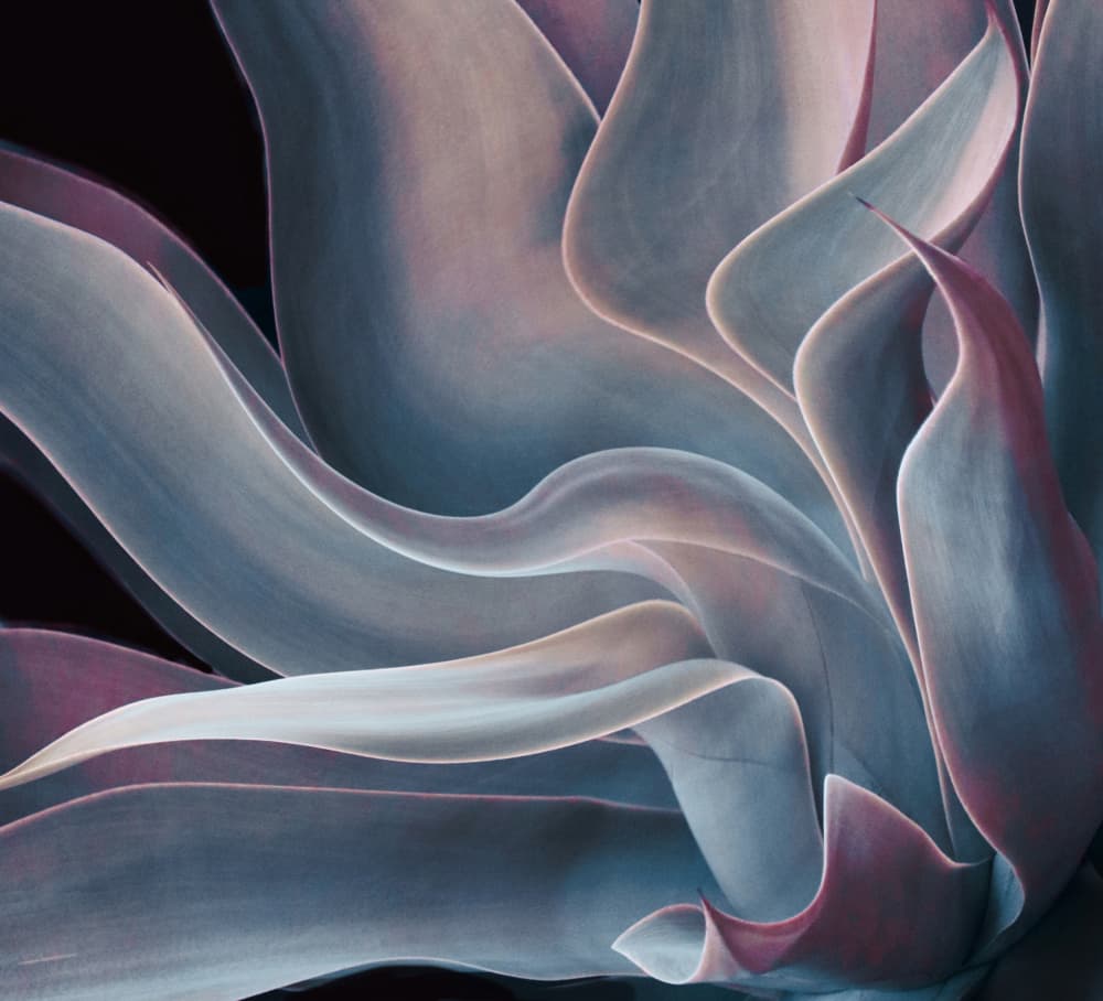 Blue Pink Agave by Robin Wechsler — canvas wall art