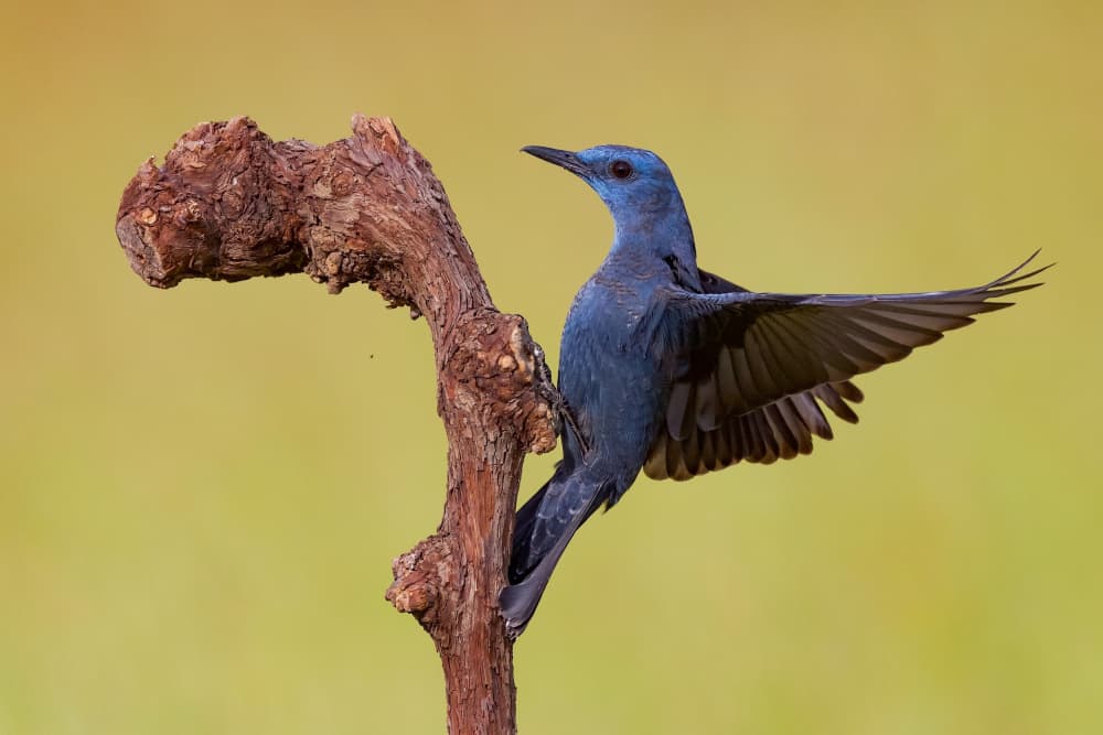 Blue Bird Spreading Wings by David Manusevich — canvas wall art