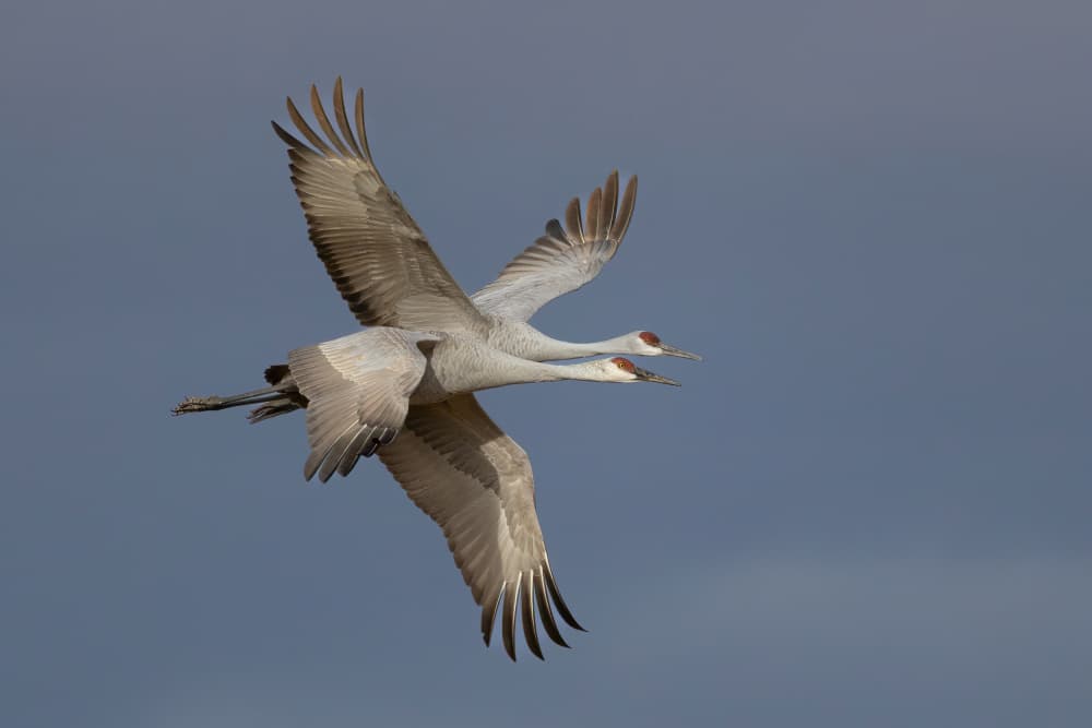 Sandhill Cranes Soaring by Guy Wilson — canvas wall art