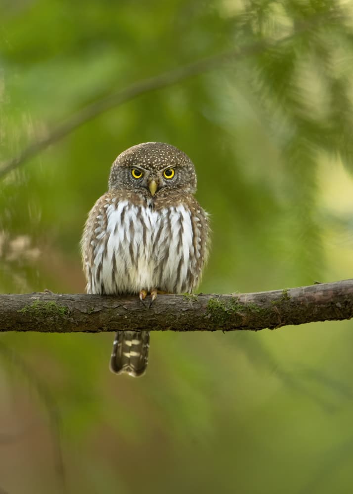 Watchful Forest Owl by Bill Lu — canvas wall art